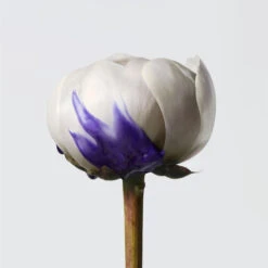 Shampoing Révélateur D’éclat Yubi Blonde Shu Uemura 980ML -Hair Care Soldes shampoing revelateur declat yubi blonde shu uemura 980ml 3